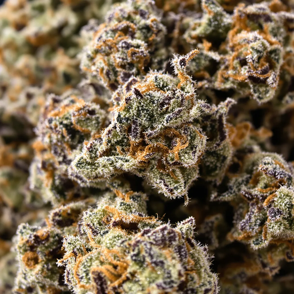 Pure Kush cannabis bud close-up showing dense purple-tinged calyxes