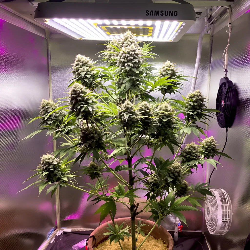 Pure Love 42% indica / 58% sativa flower with visible trichomes