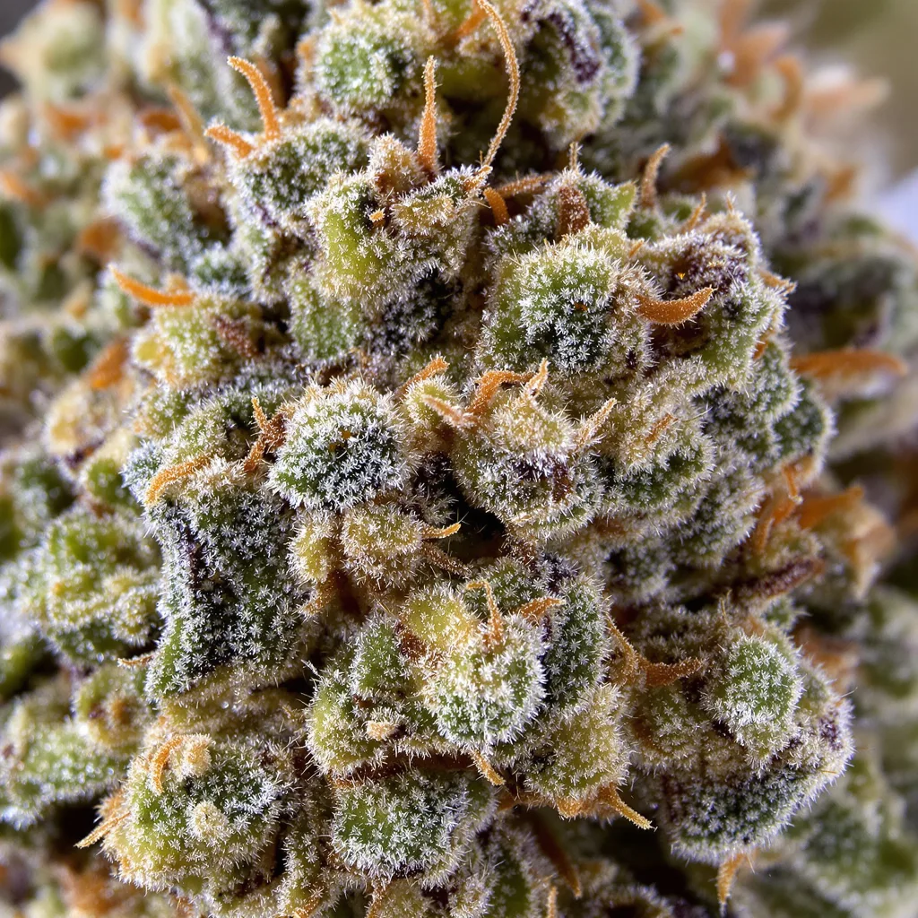 Pure Love cannabis bud close-up showing balanced bud structure with frosted trichomes