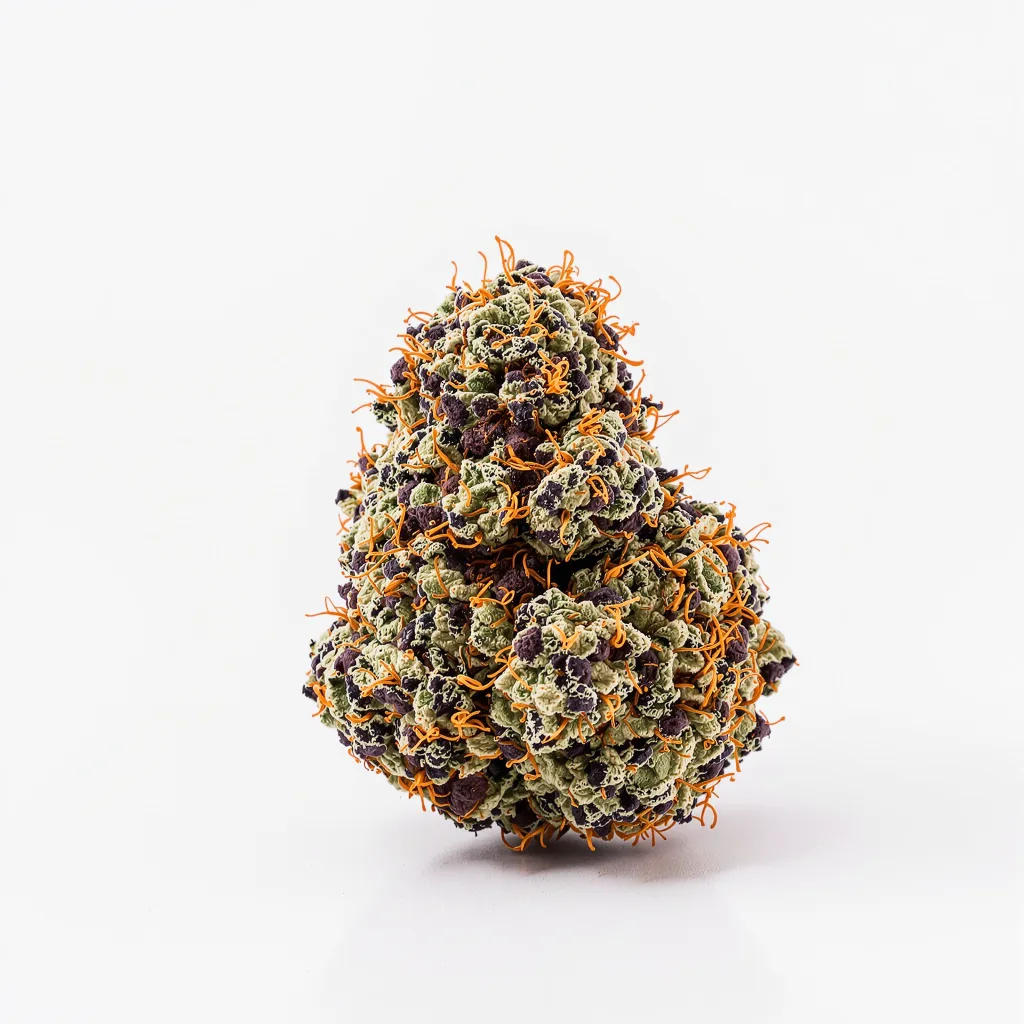 Purple Afghani cannabis plant in flowering stage — 60-100 cm autoflower