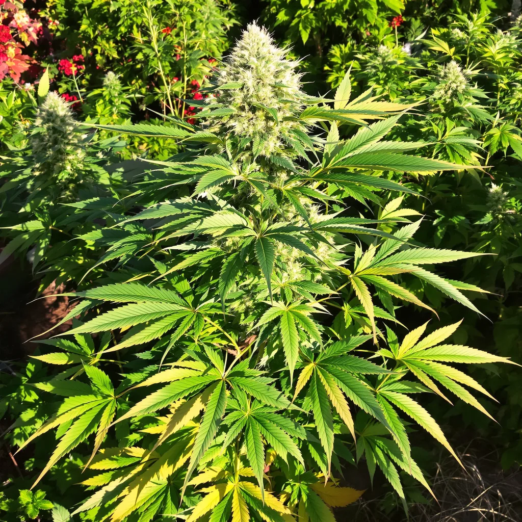 Purple Alien OG 86% indica / 14% sativa flower with visible trichomes