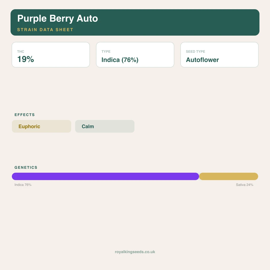 Purple Berry 76% indica / 24% sativa flower with visible trichomes