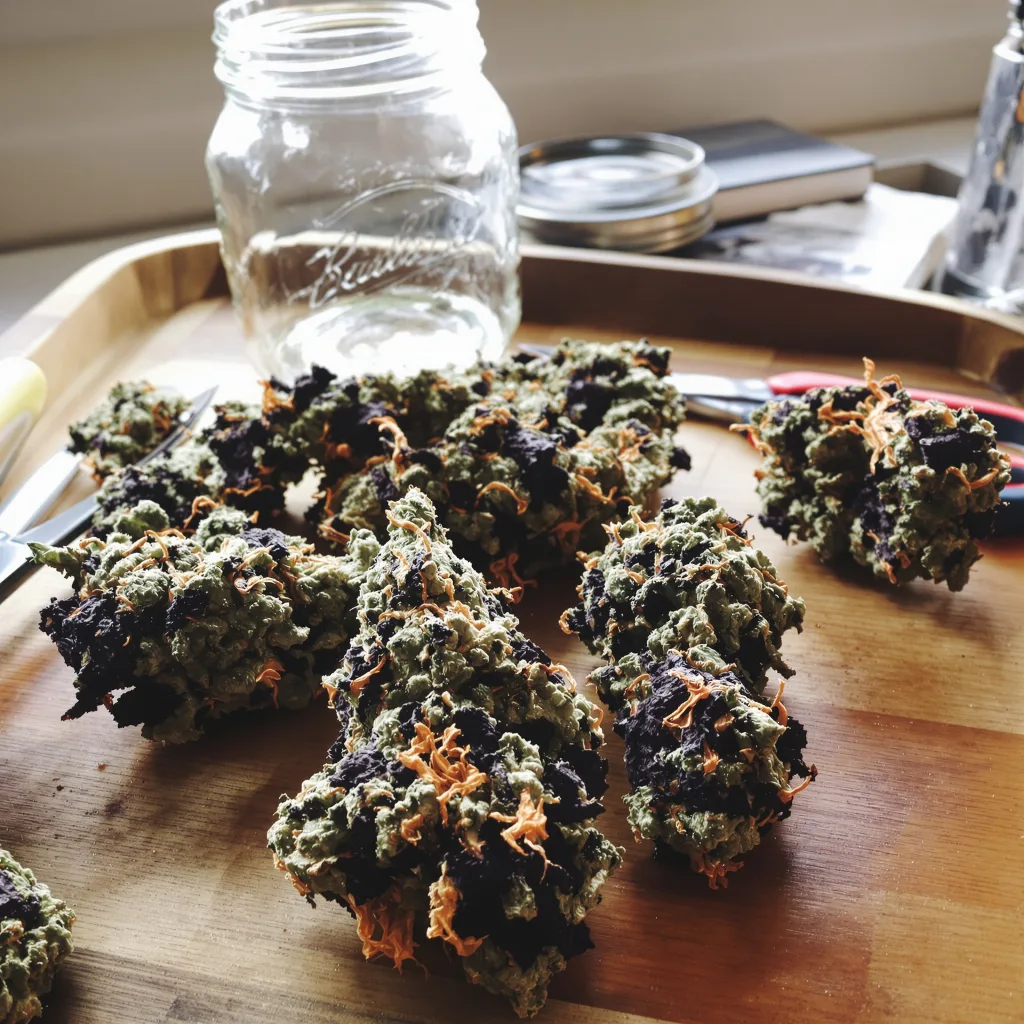 Purple Bubba 80% indica / 20% sativa flower with visible trichomes
