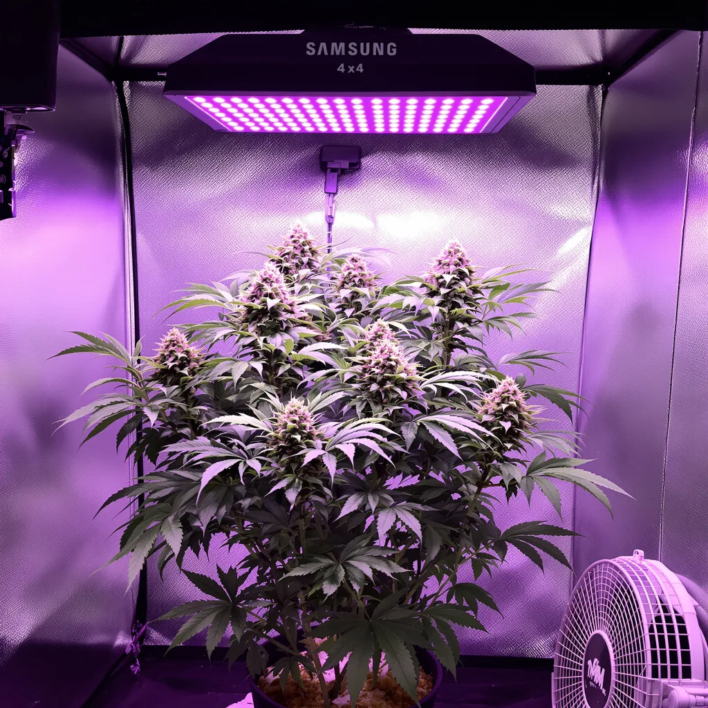 Purple Bubba 80% indica / 20% sativa flower with visible trichomes