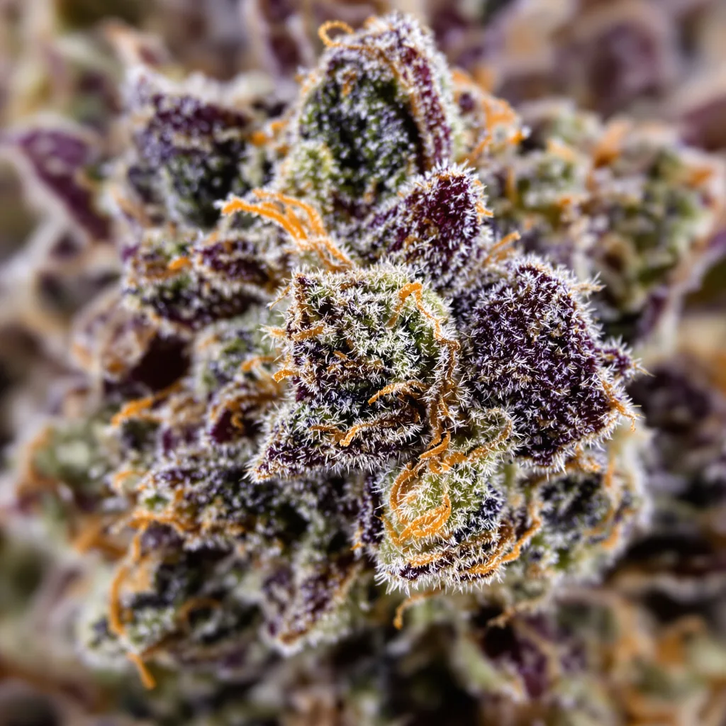 Purple Bubba cannabis bud close-up showing dense purple-tinged calyxes