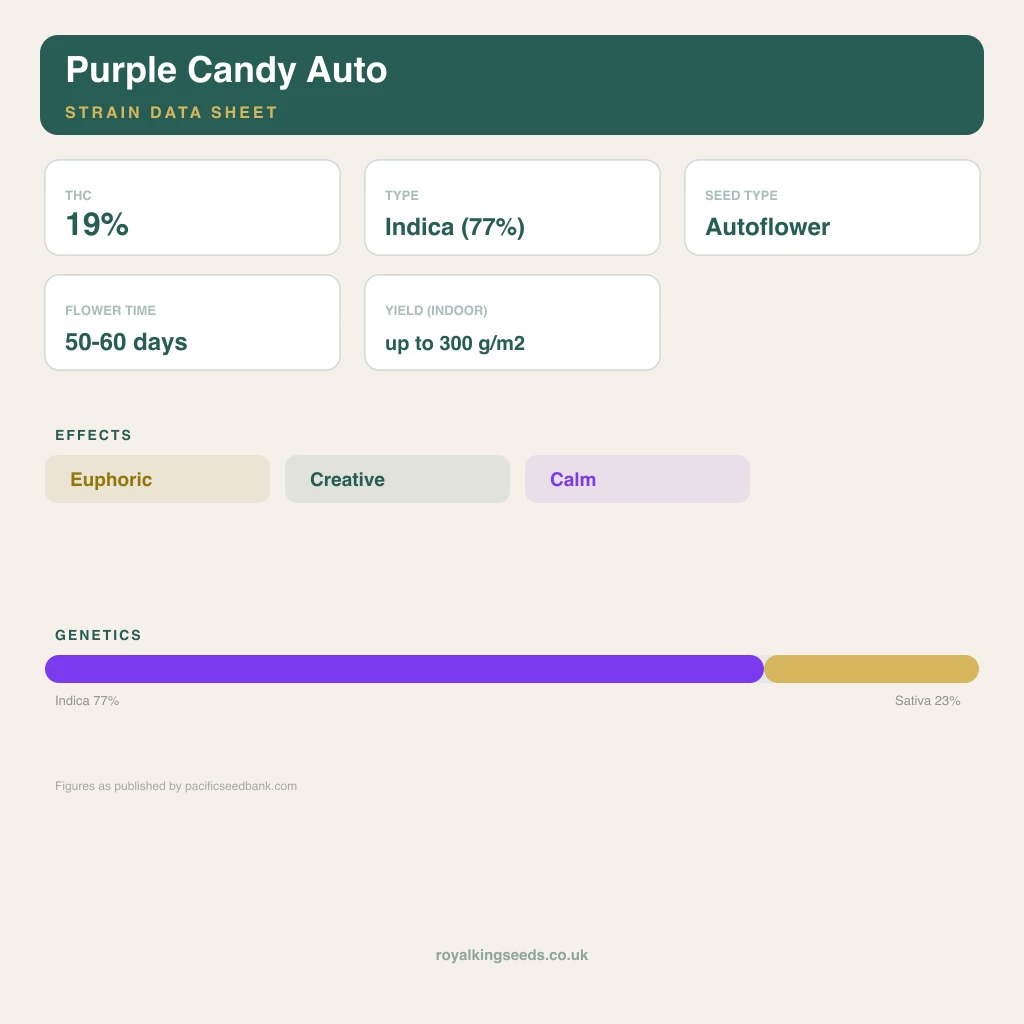 Purple Candy 77% indica / 23% sativa flower with visible trichomes