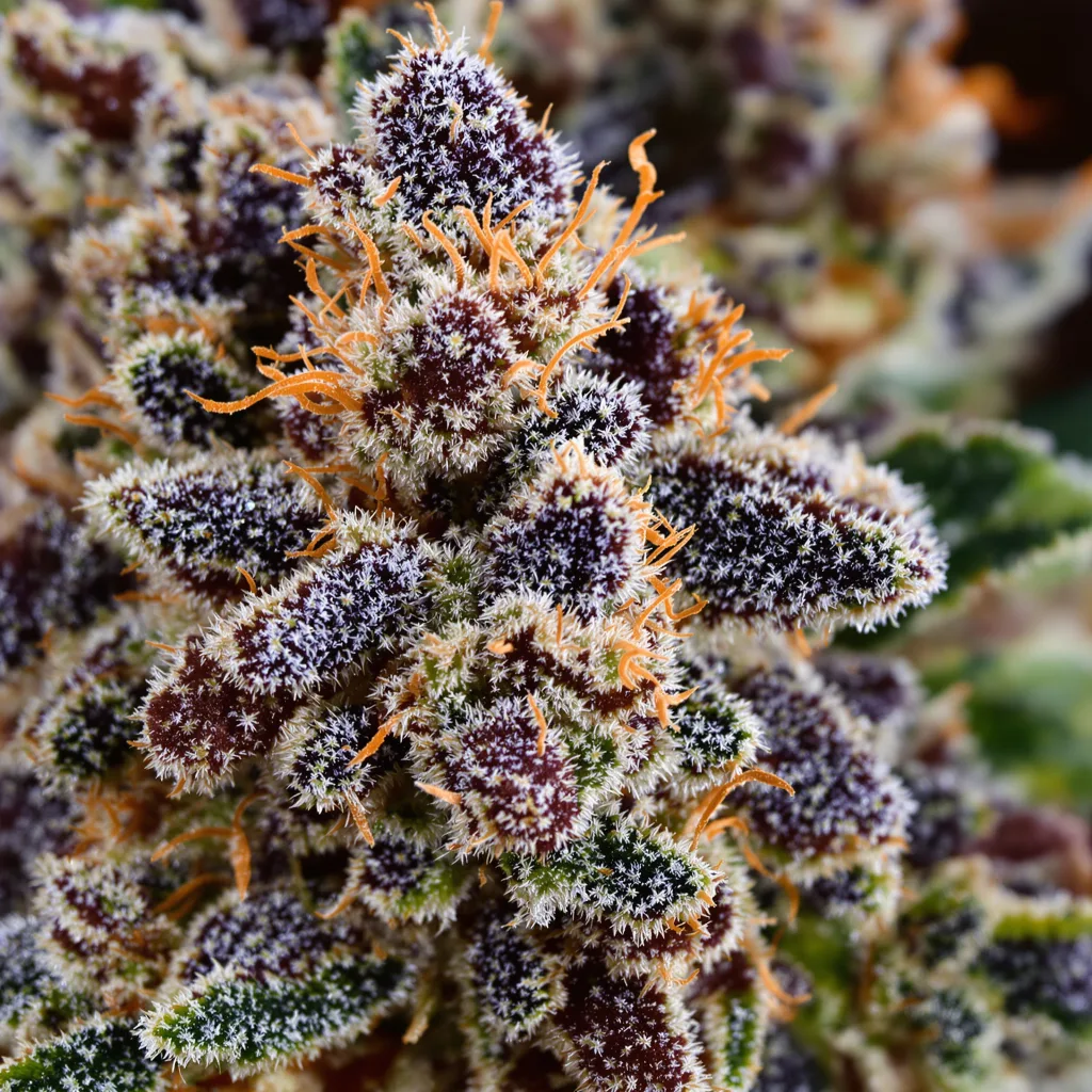 Purple Candy cannabis bud close-up showing dense purple-tinged calyxes