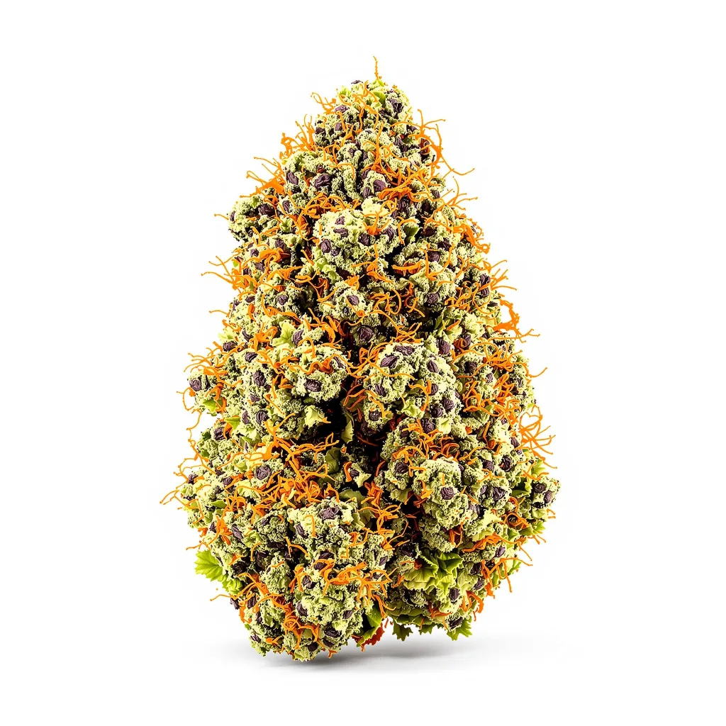 Purple Chemdawg cannabis plant in flowering stage — 60-100 cm autoflower