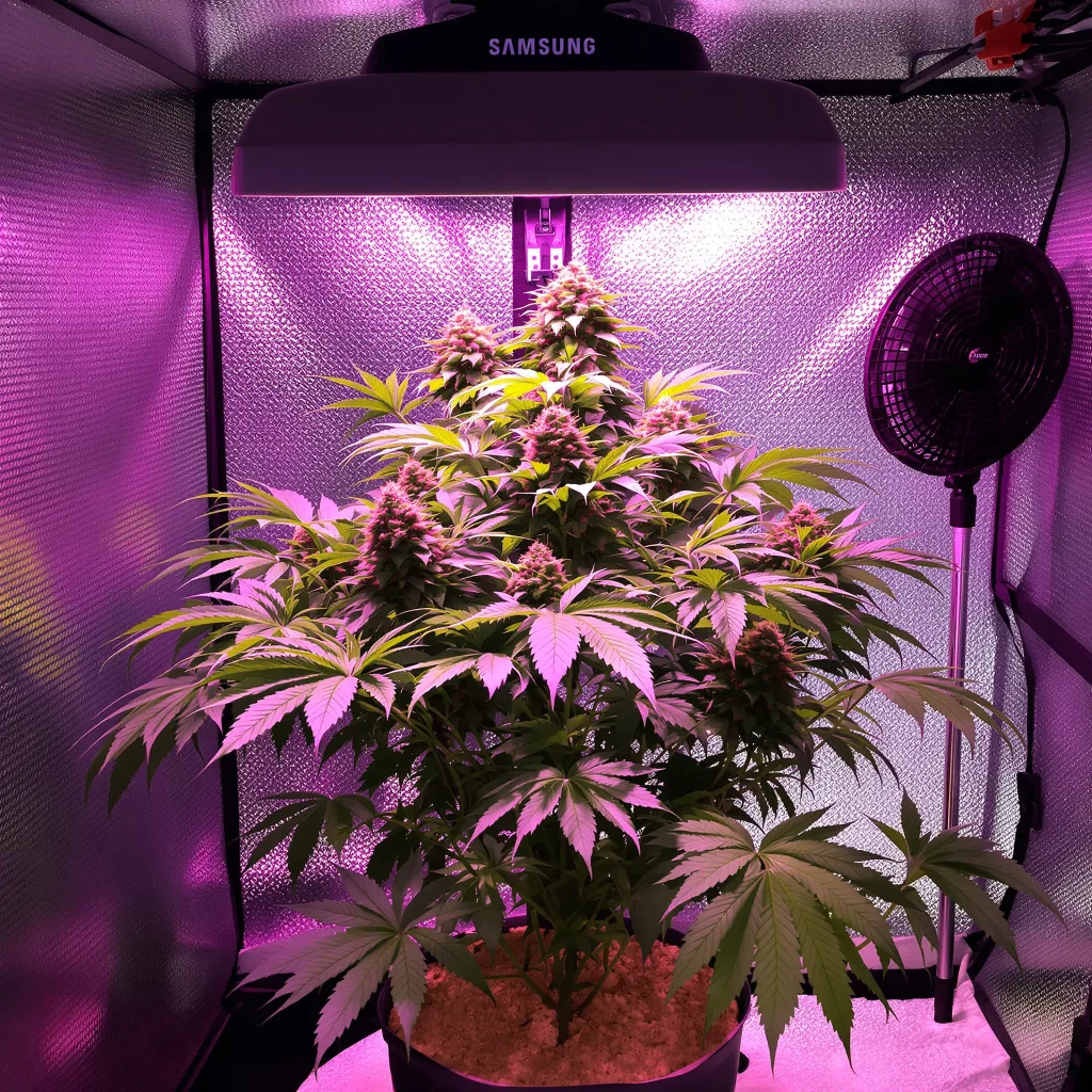 Purple Cotton Candy 79% indica / 21% sativa flower with visible trichomes
