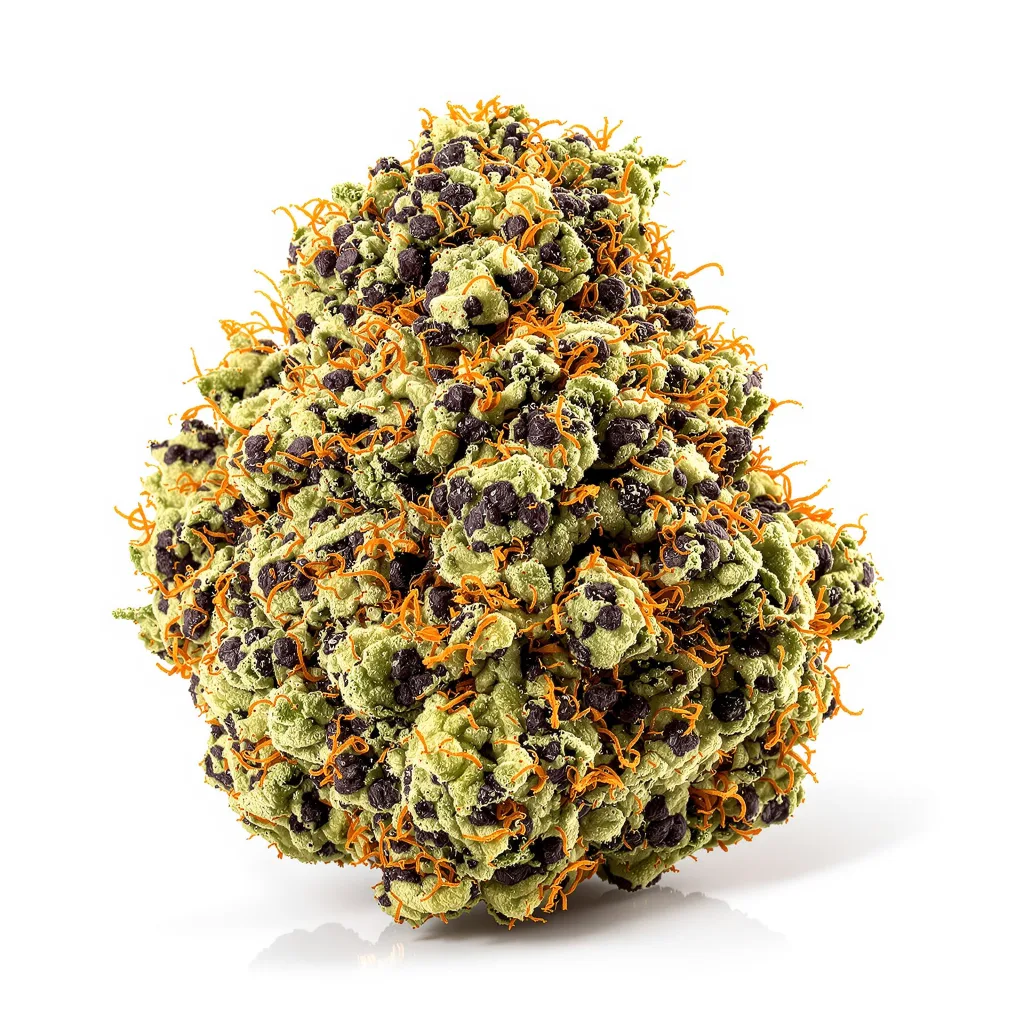 Purple Cotton Candy cannabis plant in flowering stage — 60-100 cm autoflower