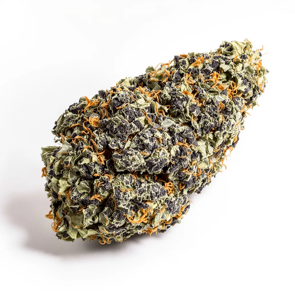 Purple Dragon cannabis plant in flowering stage — 60-100 cm autoflower