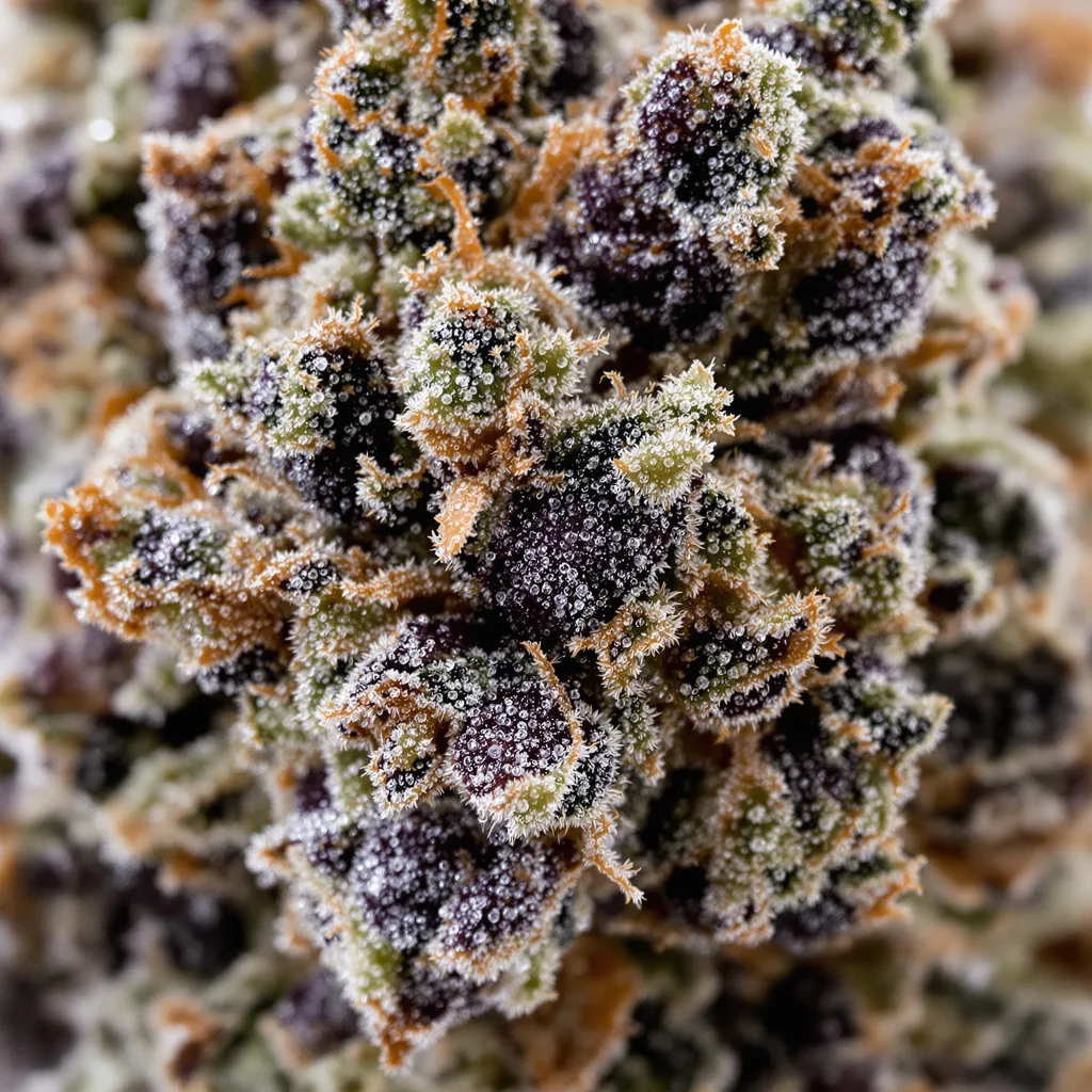 Purple Dragon cannabis bud close-up showing dense purple-tinged calyxes