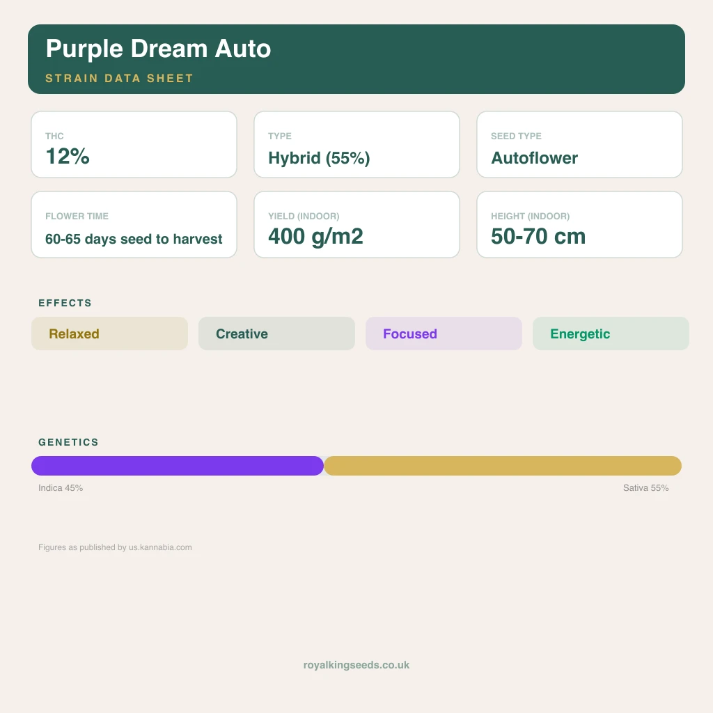 Purple Dream 45% indica / 55% sativa flower with visible trichomes