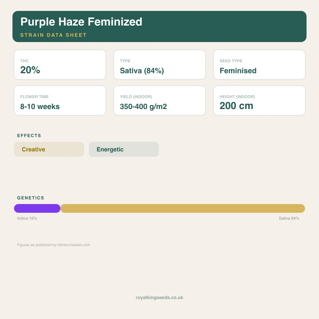 Purple Haze 16% indica / 84% sativa flower with visible trichomes