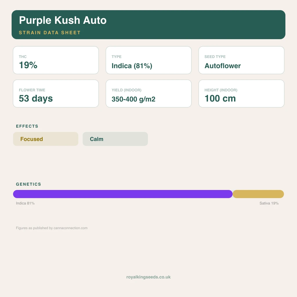 Purple Kush 81% indica / 19% sativa flower with visible trichomes