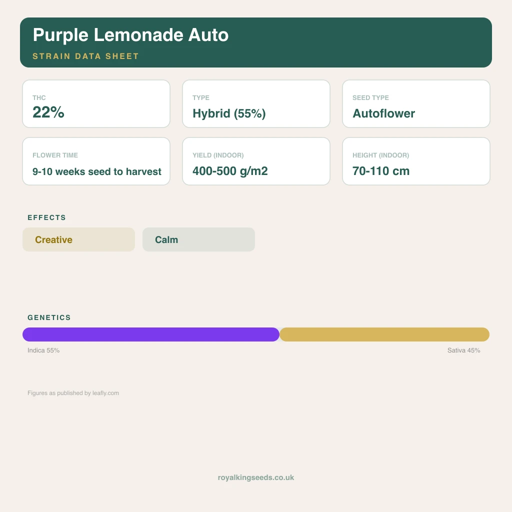 Purple Lemonade 55% indica / 45% sativa flower with visible trichomes