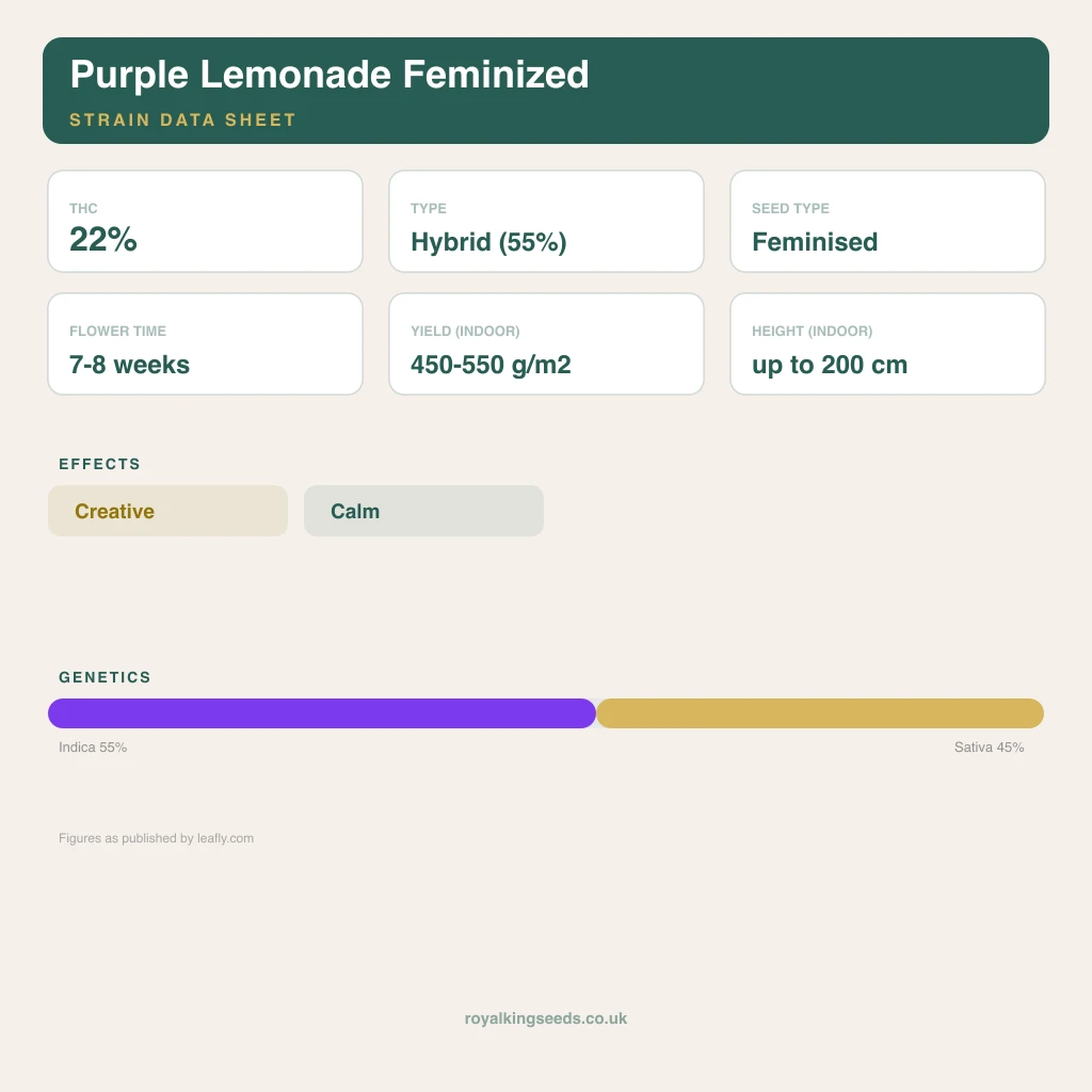 Purple Lemonade 55% indica / 45% sativa flower with visible trichomes