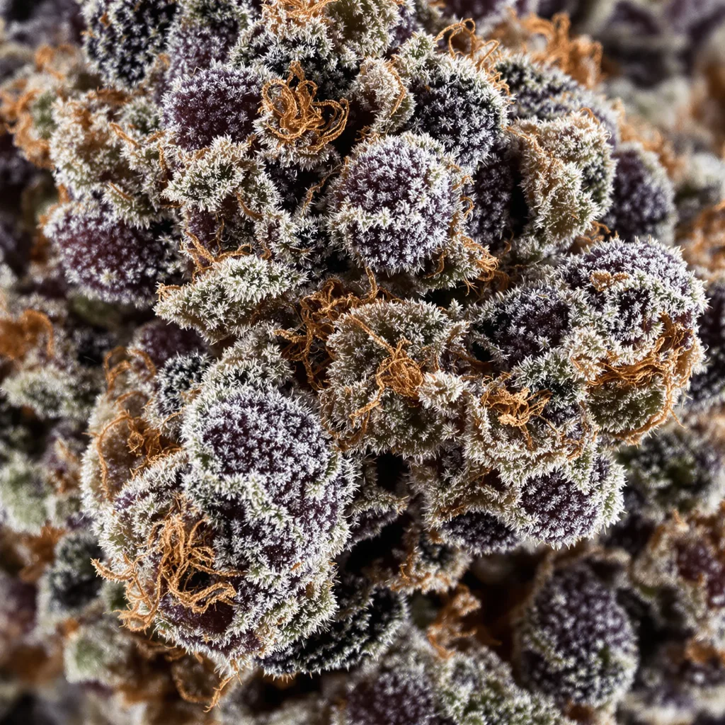 Purple Monkey Balls cannabis bud close-up showing dense purple-tinged calyxes