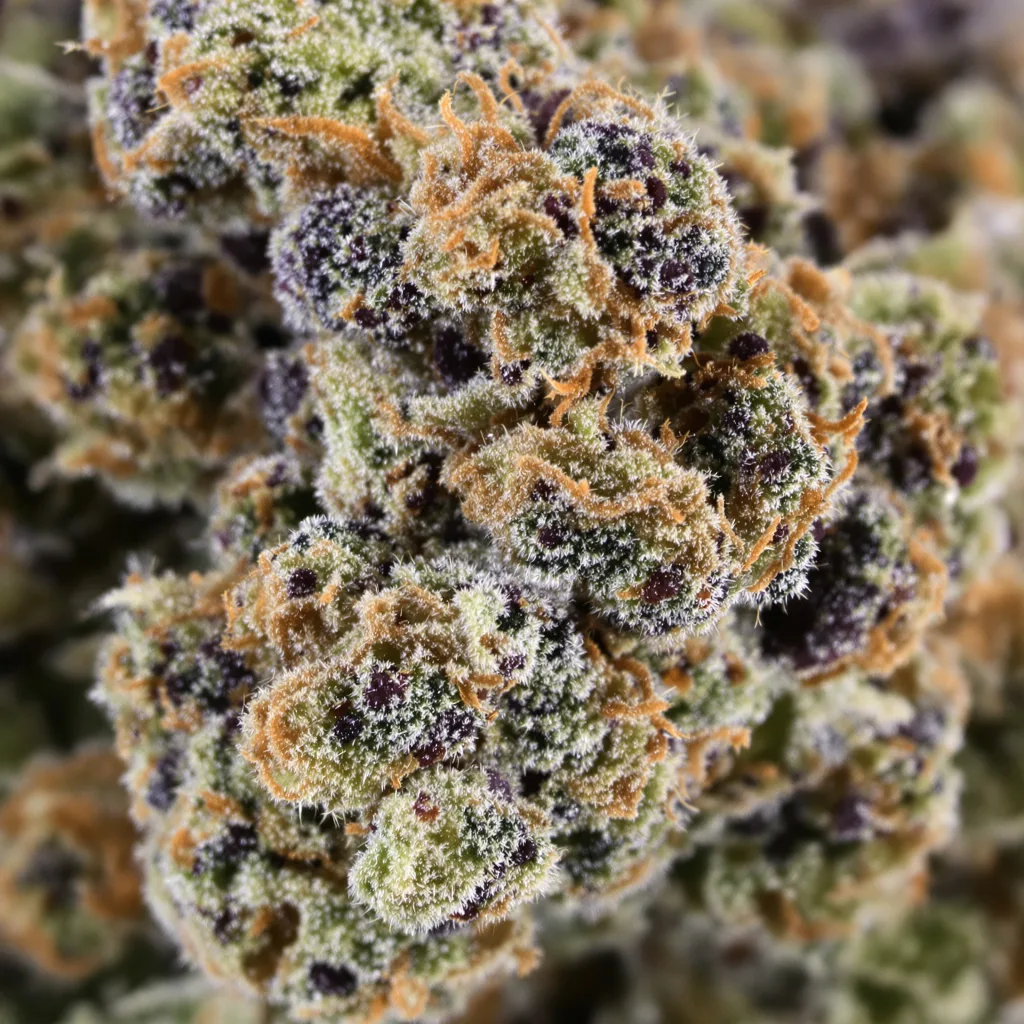 Purple Monkey Balls cannabis bud close-up showing dense purple-tinged calyxes
