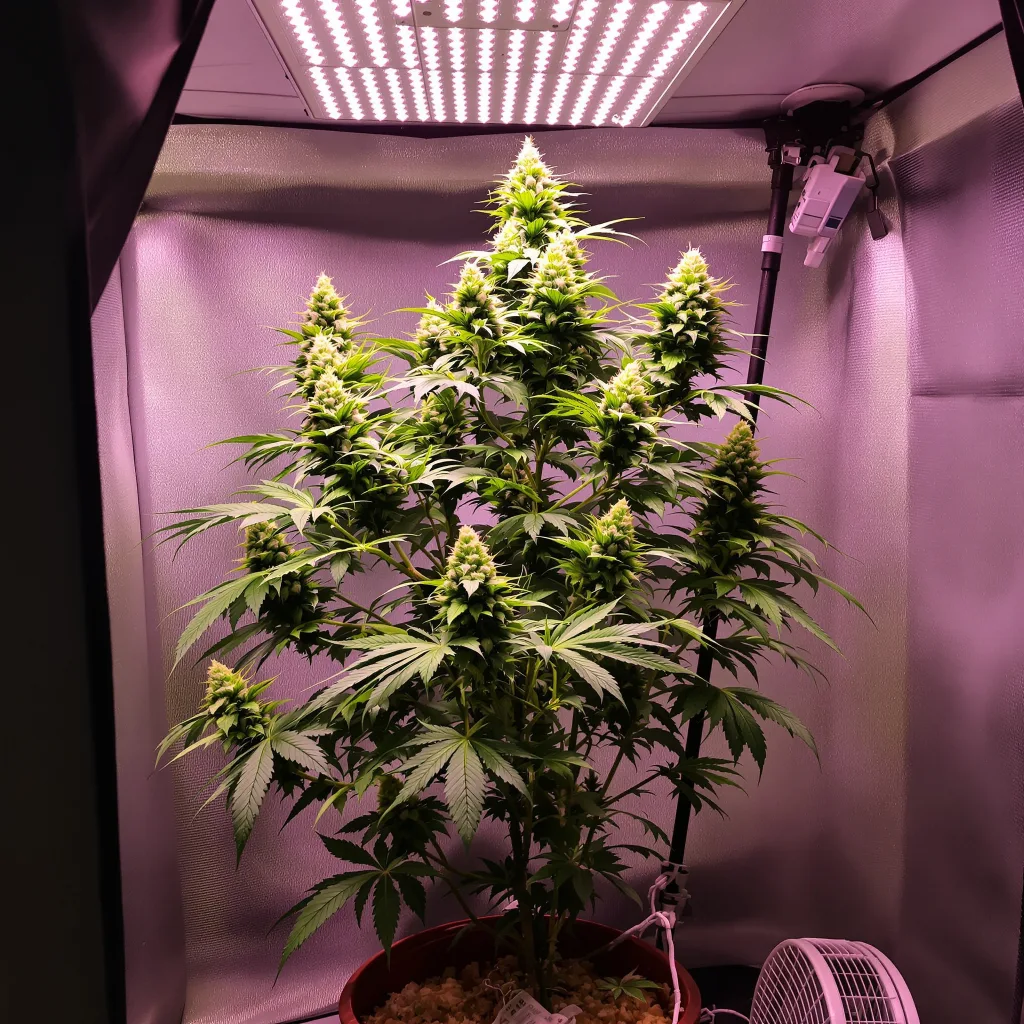 Purple Nepal Candy 39% indica / 61% sativa flower with visible trichomes