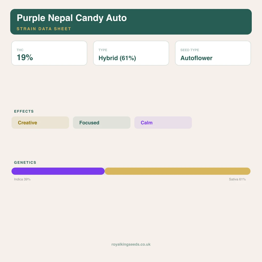 Purple Nepal Candy 39% indica / 61% sativa flower with visible trichomes