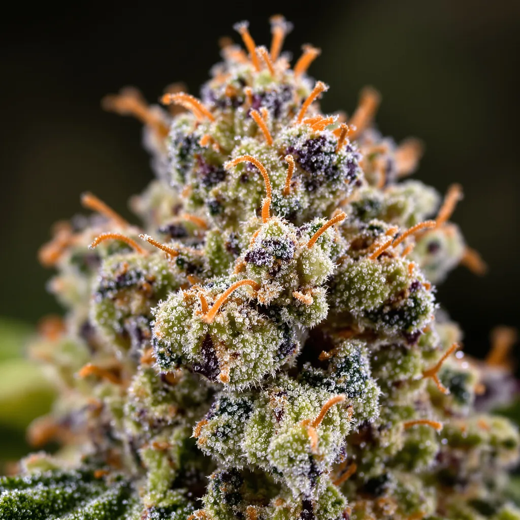 Purple Nepal Candy cannabis bud close-up showing open-bud structure with orange pistils