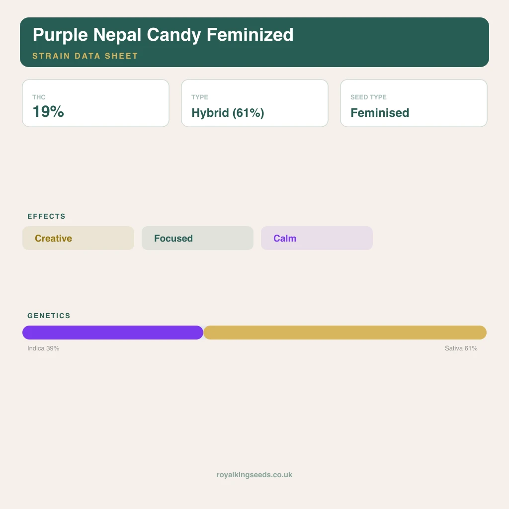 Purple Nepal Candy 39% indica / 61% sativa flower with visible trichomes