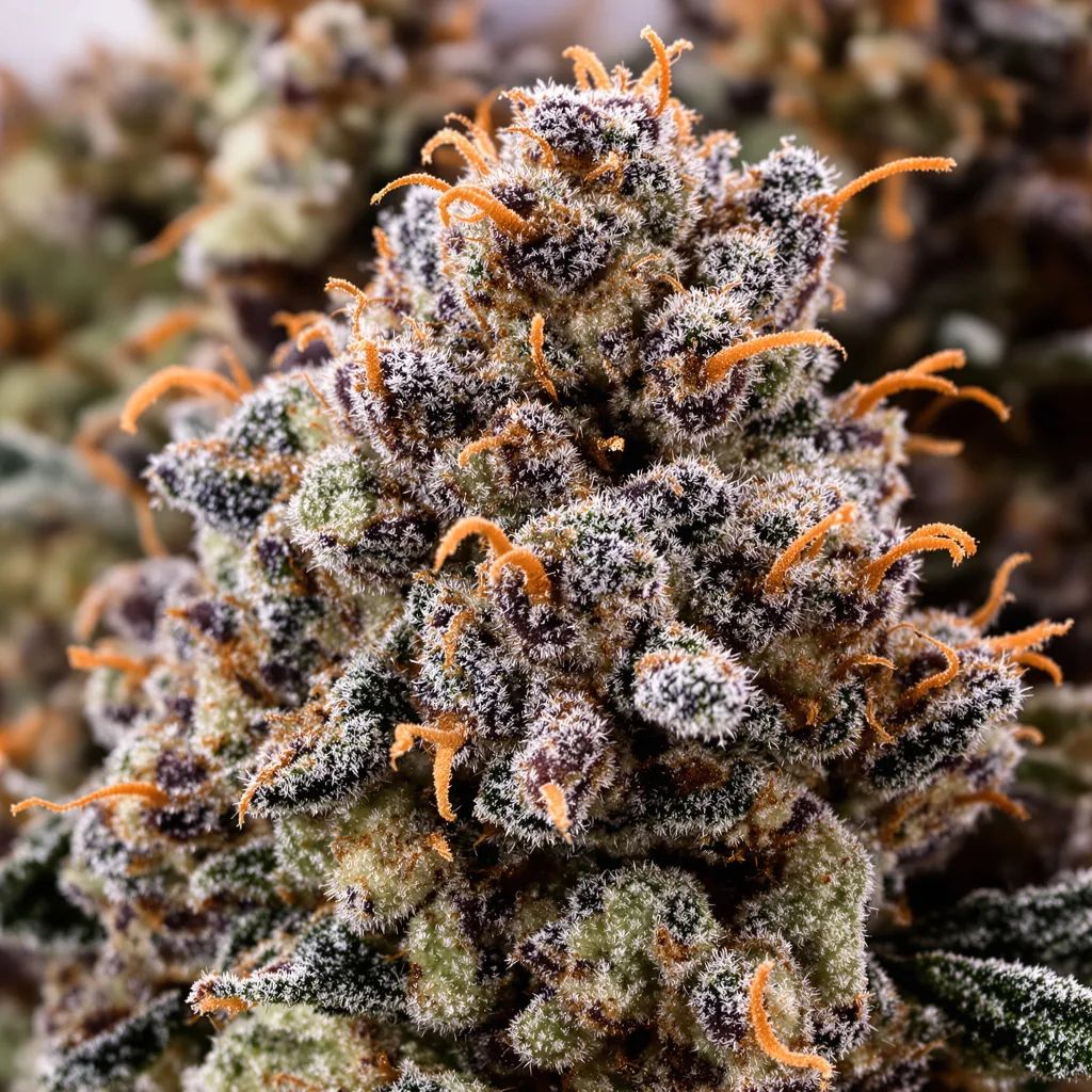 Purple OG cannabis bud close-up showing dense purple-tinged calyxes