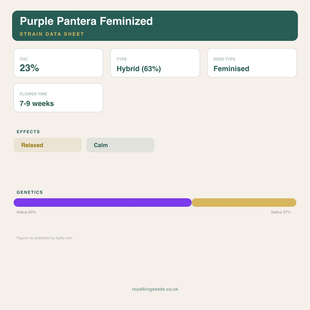 Purple Pantera 63% indica / 37% sativa flower with visible trichomes