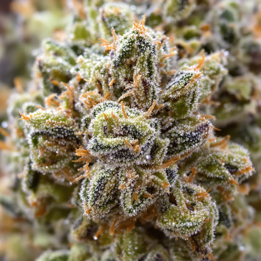 Purple Pantera cannabis bud close-up showing dense forest-green nugs