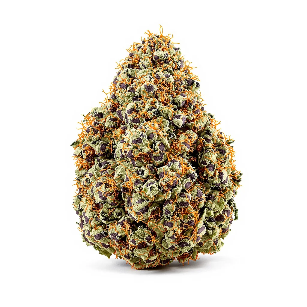 Purple Panty Dropper cannabis plant in flowering stage — 90-130 cm feminised