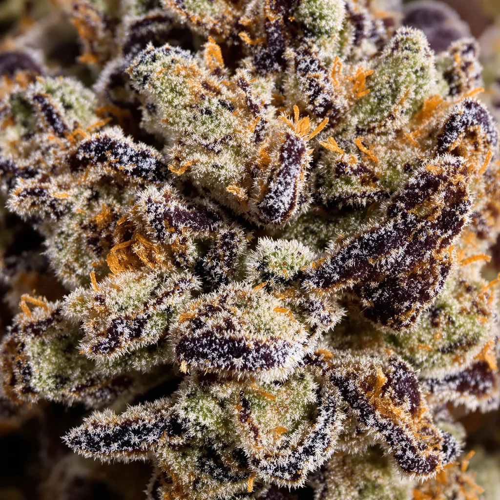 Purple Passion cannabis bud close-up showing dense purple-tinged calyxes