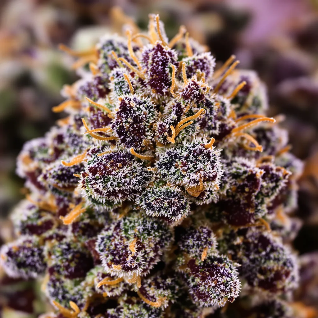 Purple Star cannabis bud close-up showing dense purple-tinged calyxes
