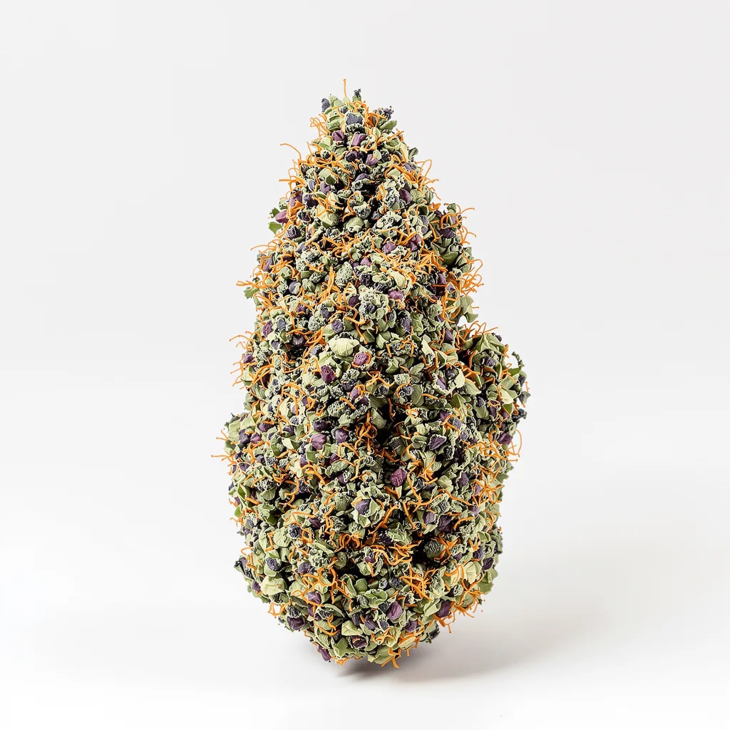 Purple Star cannabis plant in flowering stage — 90-130 cm feminised