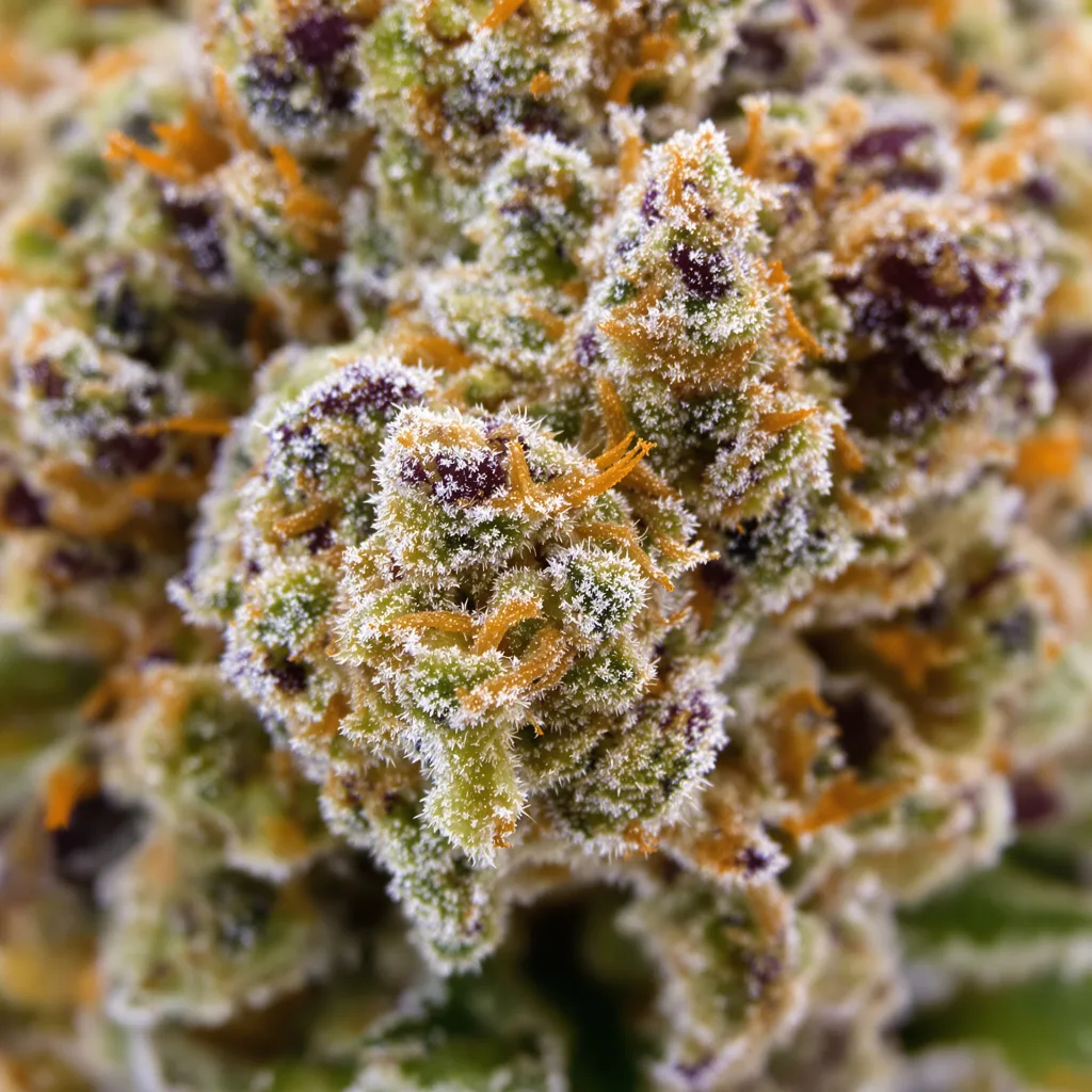 Purple Voodoo cannabis bud close-up showing balanced bud structure with frosted trichomes