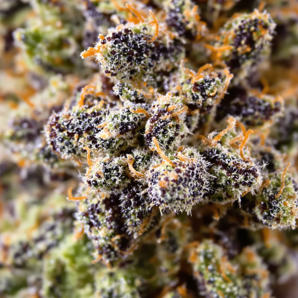 Queso cannabis bud close-up showing dense purple-tinged calyxes