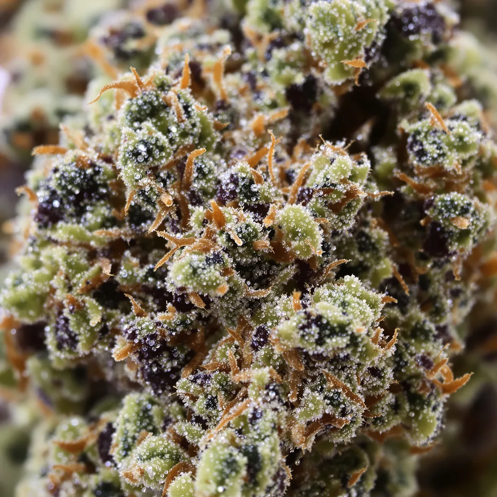 Qush cannabis bud close-up showing dense purple-tinged calyxes