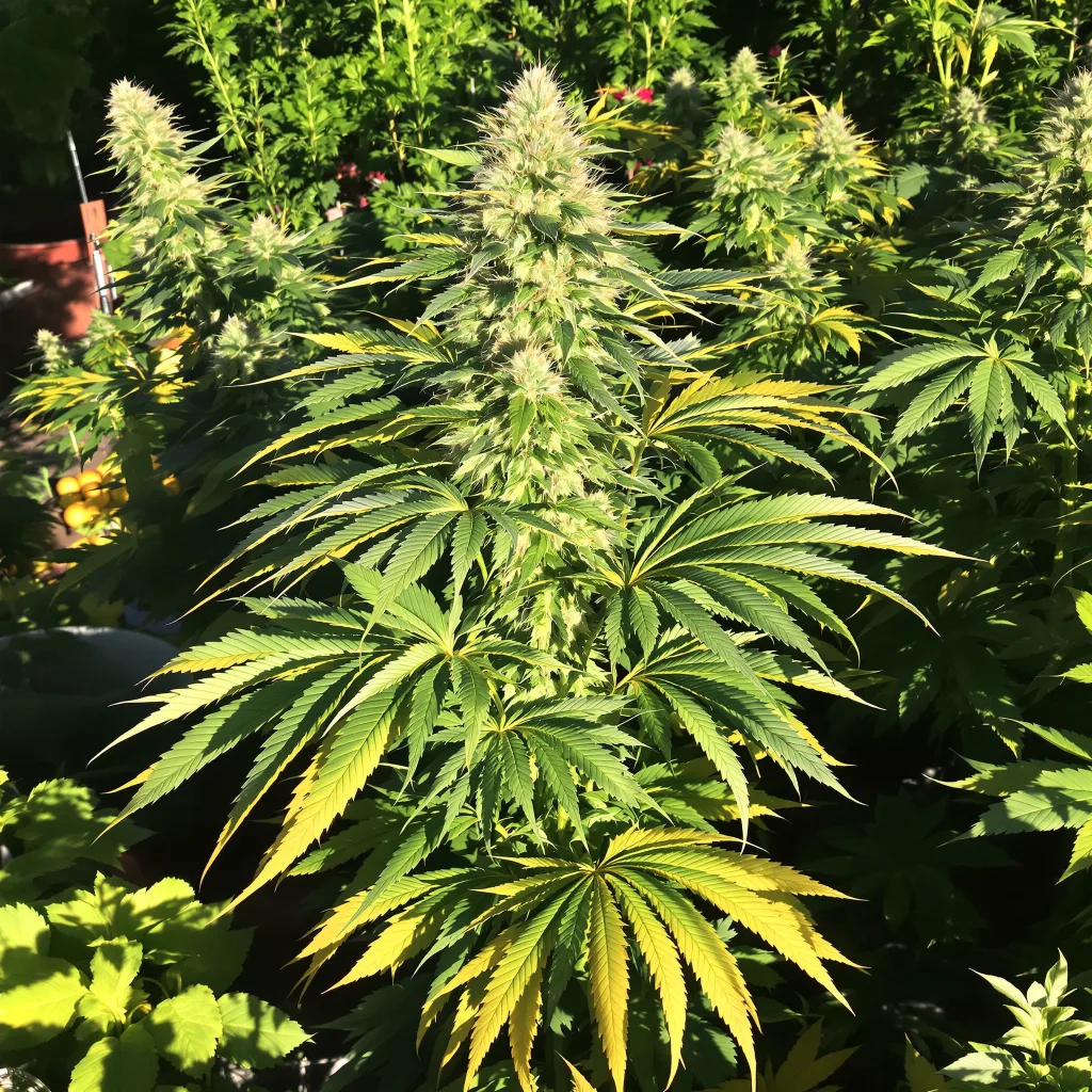Qush 87% indica / 13% sativa flower with visible trichomes