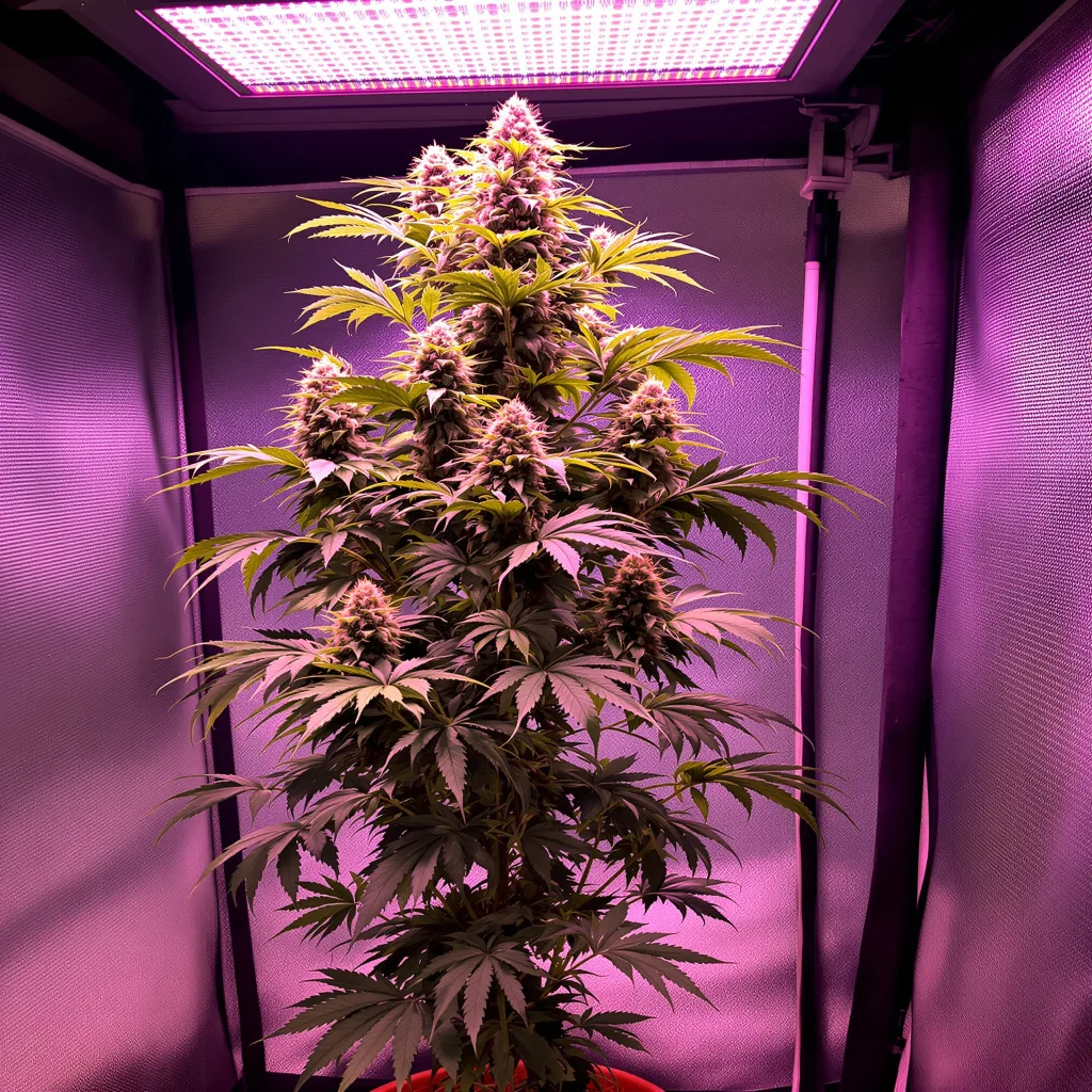 Rainbow 30% indica / 70% sativa flower with visible trichomes