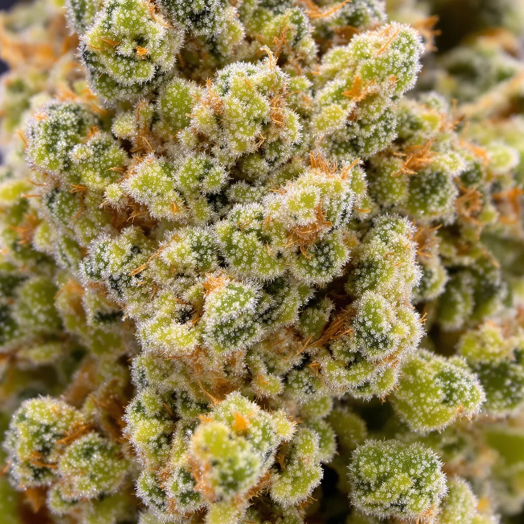 Rainbow cannabis bud close-up showing lime-green airy structure