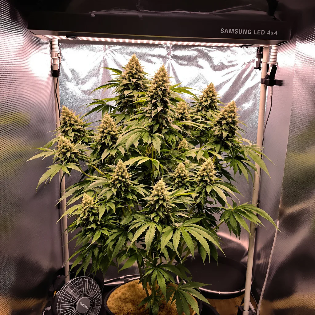 Rainbow Kush 50% indica / 50% sativa flower with visible trichomes
