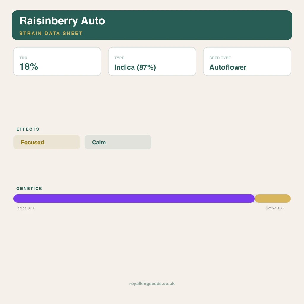 Raisinberry 87% indica / 13% sativa flower with visible trichomes