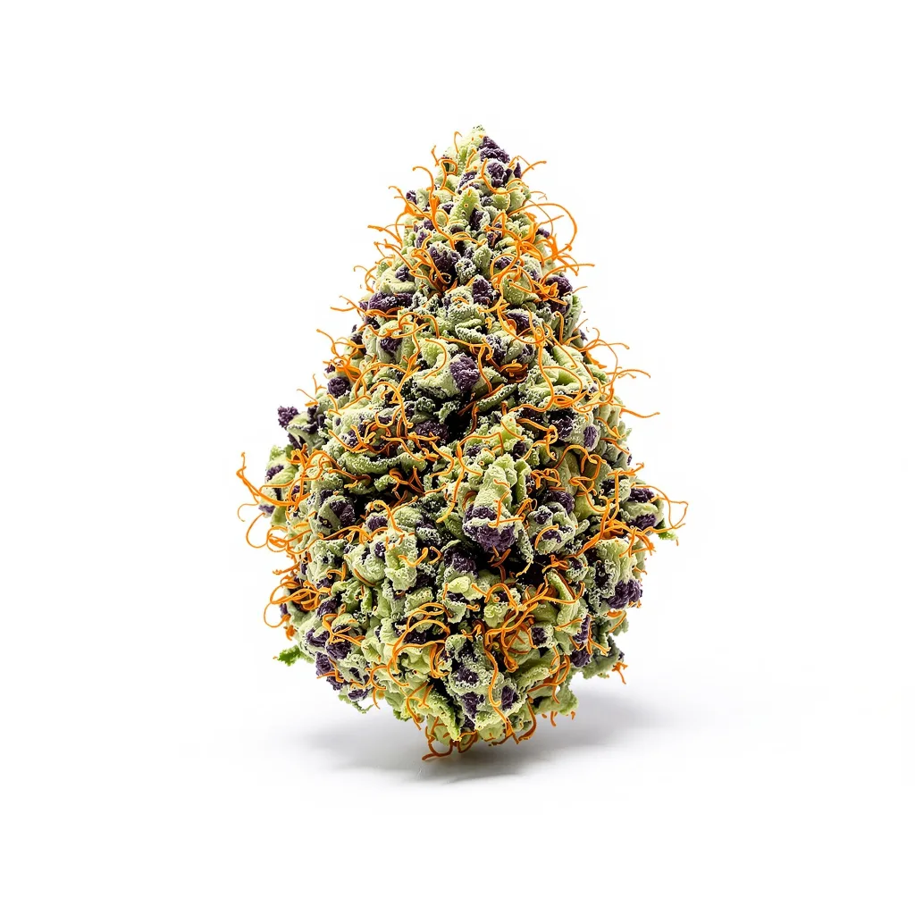 Raisinberry cannabis plant in flowering stage — 60-100 cm autoflower