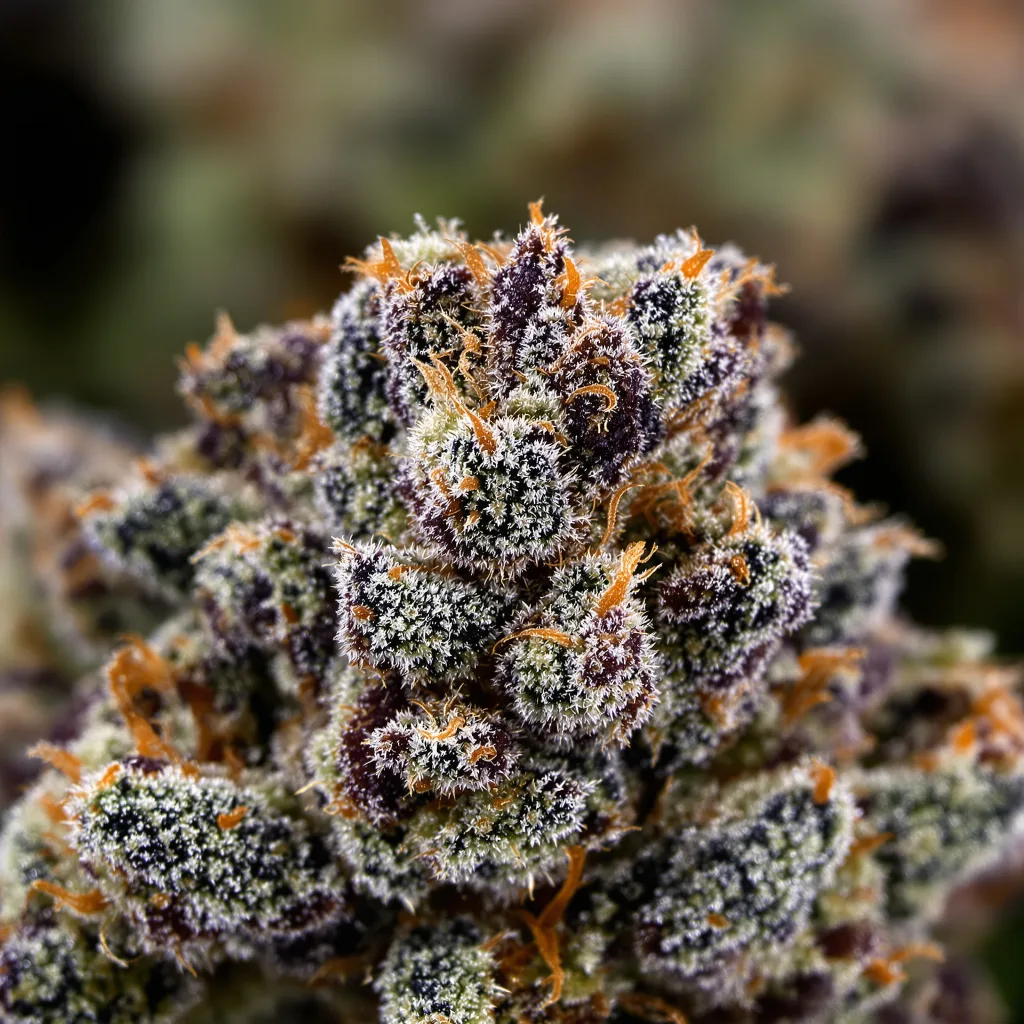 Rare Darkness cannabis bud close-up showing dense purple-tinged calyxes