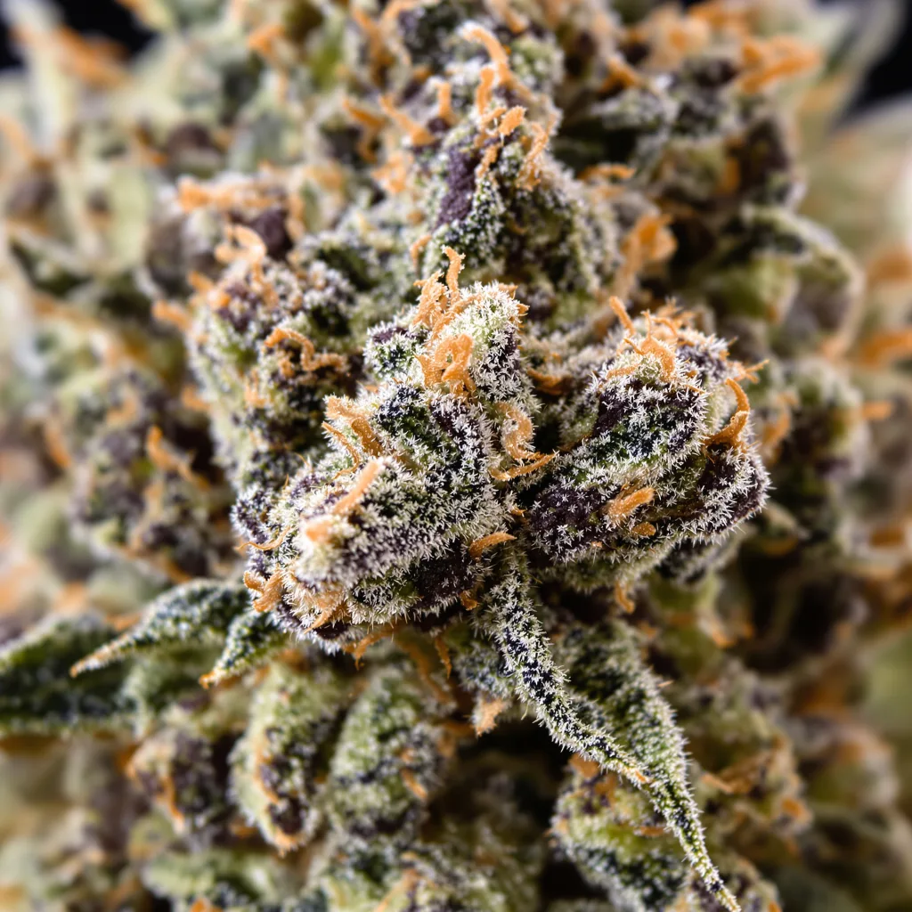 Reclining Buddha cannabis bud close-up showing dense purple-tinged calyxes