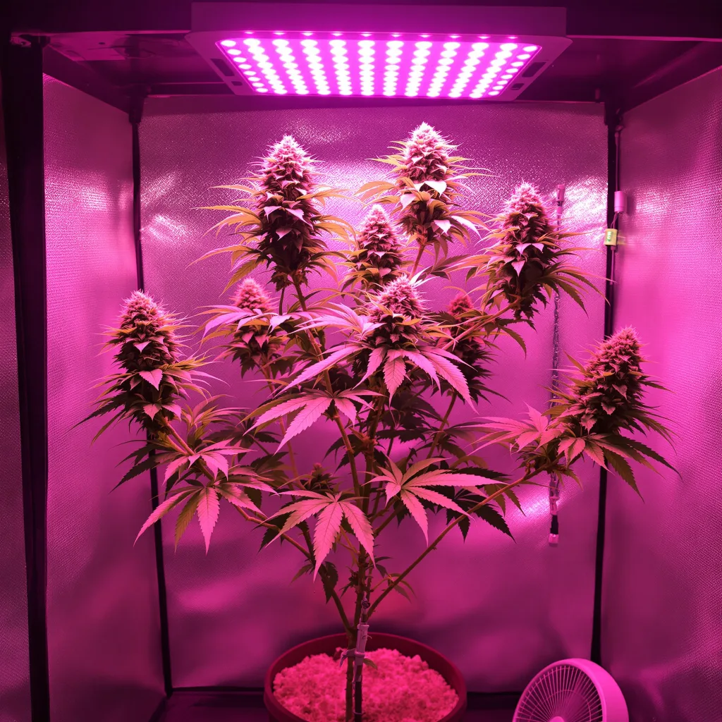 Recon 60% indica / 40% sativa flower with visible trichomes