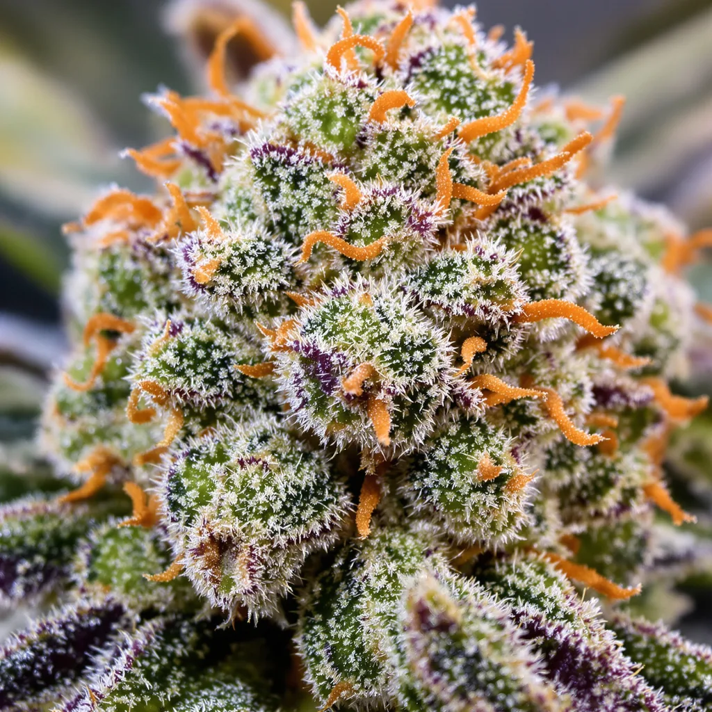Recon cannabis bud close-up showing dense forest-green nugs