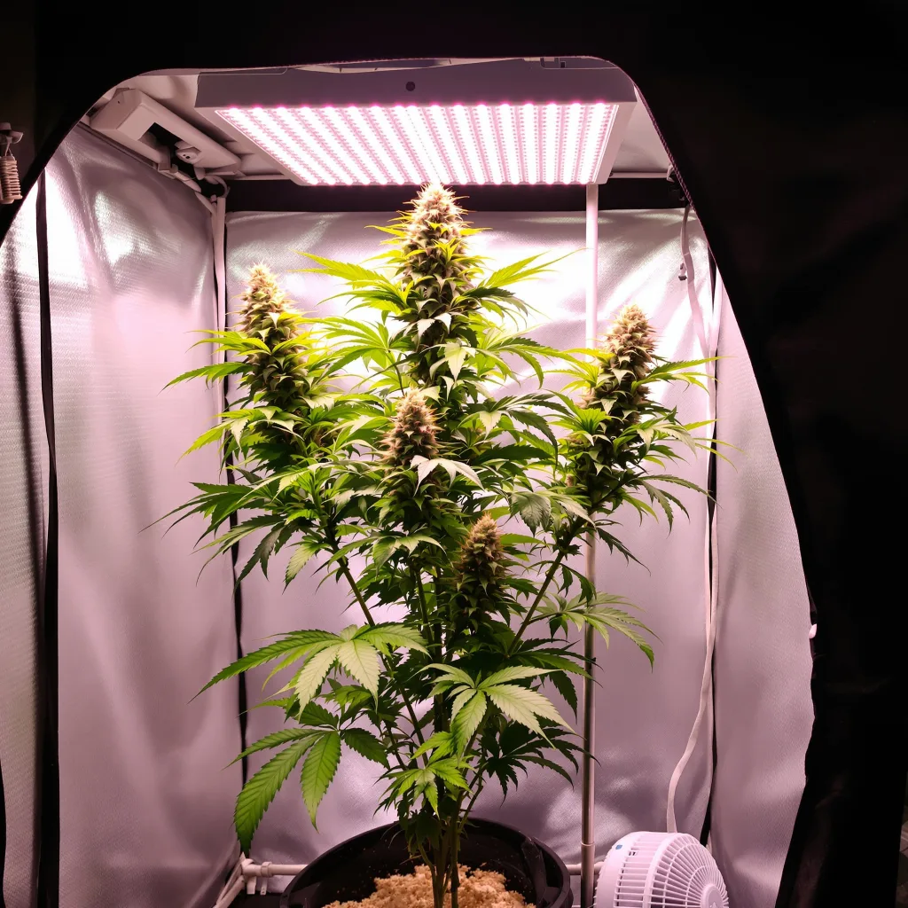 Red Congolese 10% indica / 90% sativa flower with visible trichomes