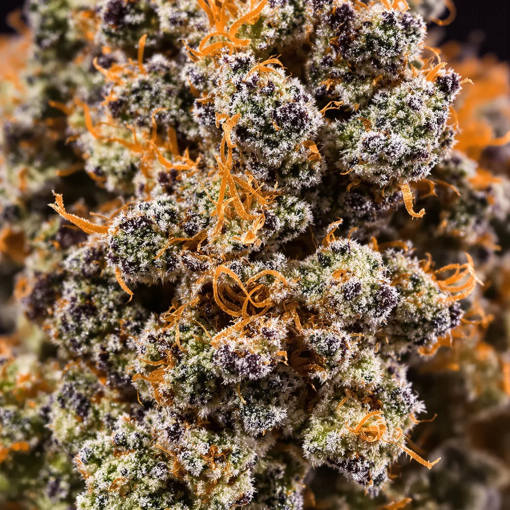 Red Eye OG cannabis bud close-up showing dense purple-tinged calyxes