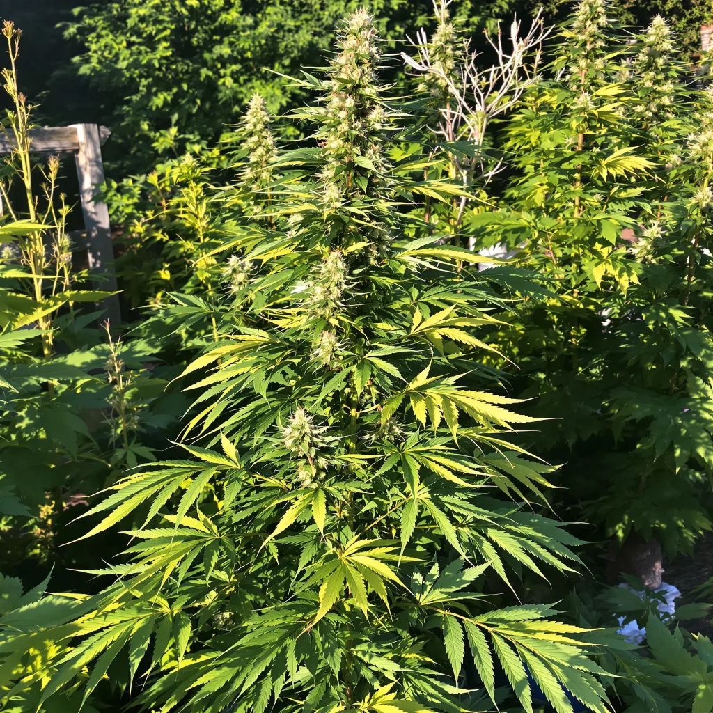 Red Headed Stranger 8% indica / 92% sativa flower with visible trichomes